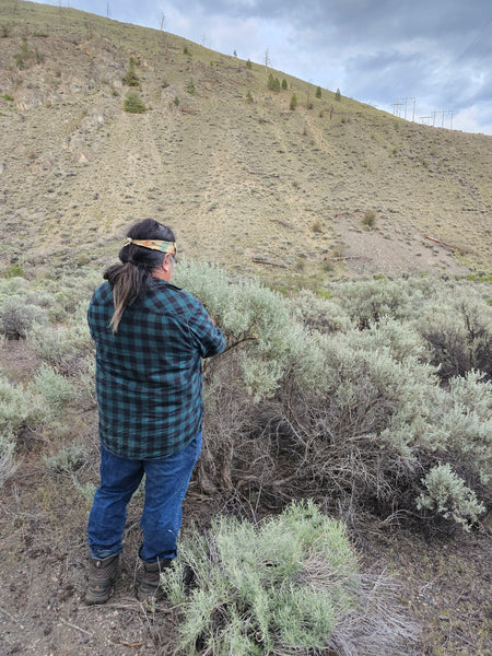 Reviving Grasslands and Honoring Nlaka'pamux and Secwepemc Traditions with kéwkʷu  (Big Sage)